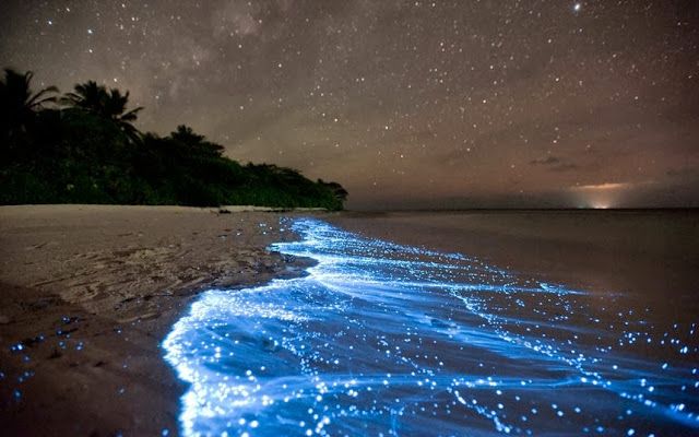 bahia-bioluminiscent-