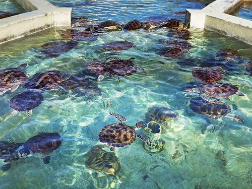 cayman-turtle-centre
