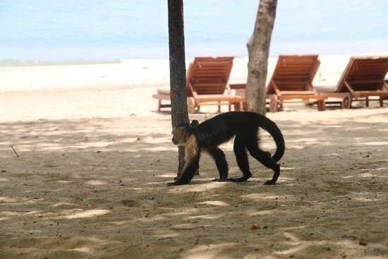 Costa Rican beach monkey