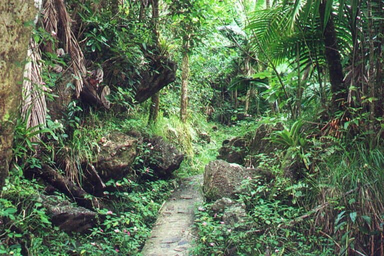 el-yunque-national-rainforest