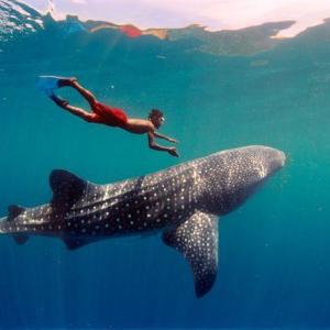 swim-with-whale-sharks